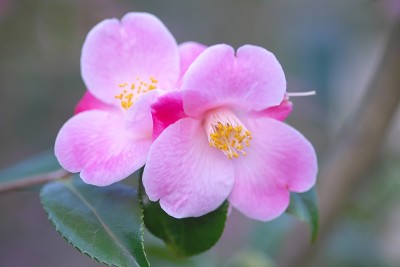 公园里的茶花展览