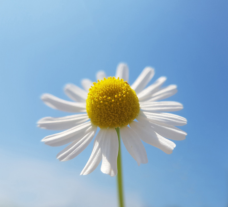 洋甘菊;查莫米拉·雷库蒂塔;