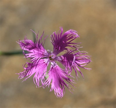 镶褶边的花