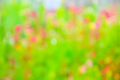 模糊的花。(模糊的背景)