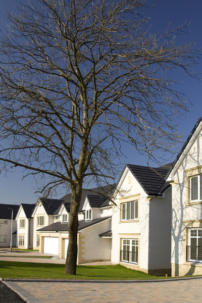 Mature tree - new homes