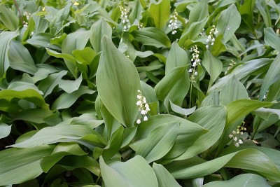 山谷中覆盖着百合花的林间空地