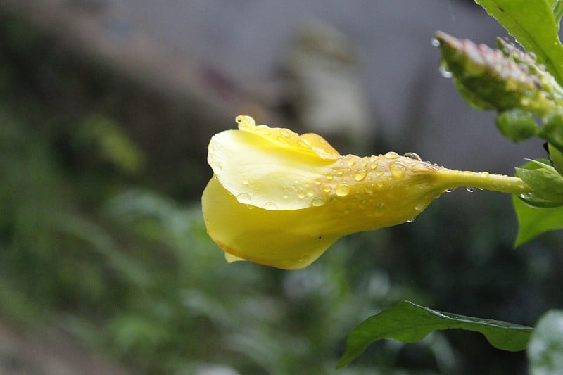 黄色的Allamanda cathartia盛开在花园里，雨点落在上面。常用名称:brown-bud