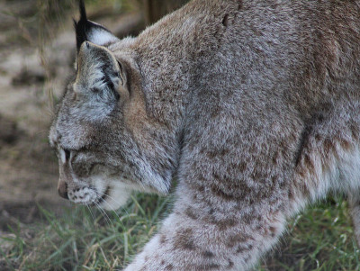 欧亚猞猁(lynx lynx)