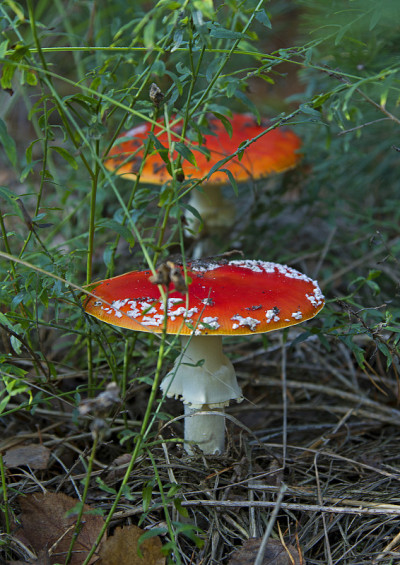 amanitas