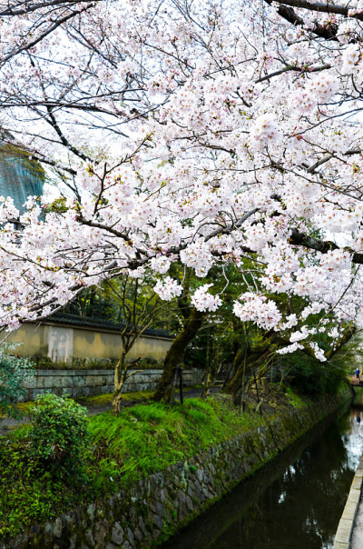 日本京都，哲学家大道上的樱花盛开