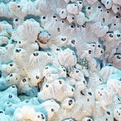 热带海洋中的珊瑚礁和巨大的白色海绵，水下