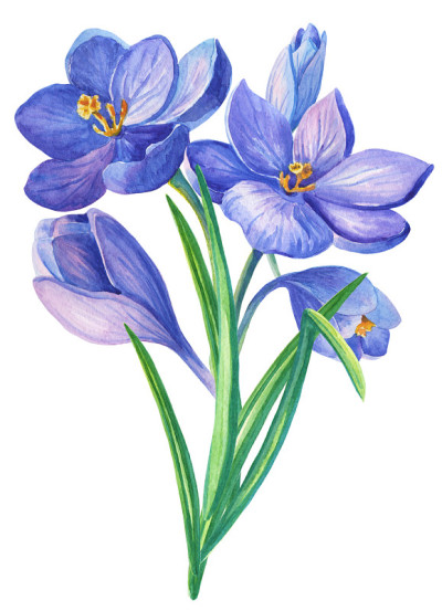 紫色的花束