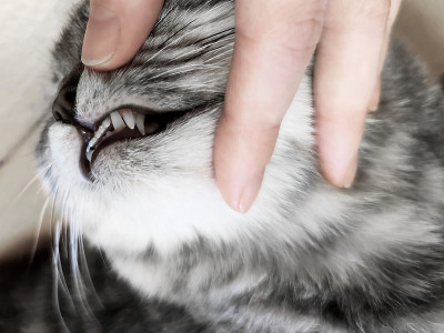 小猫幼崽的牙齿上长着三尖牙三尖牙——小猫健康