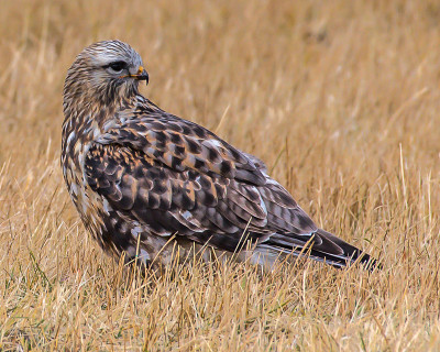 在蒙大拿州的Sharp Shinned Hawk