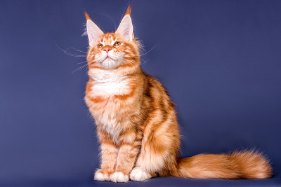 灰色背景上的缅因猫。