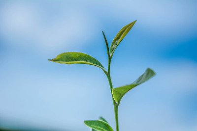 绿茶