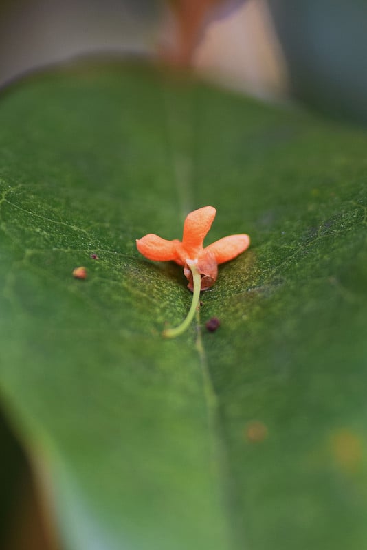 芳香的橄榄