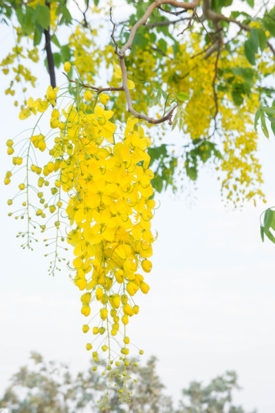 金雨花，黄花决明子，夏日泰国