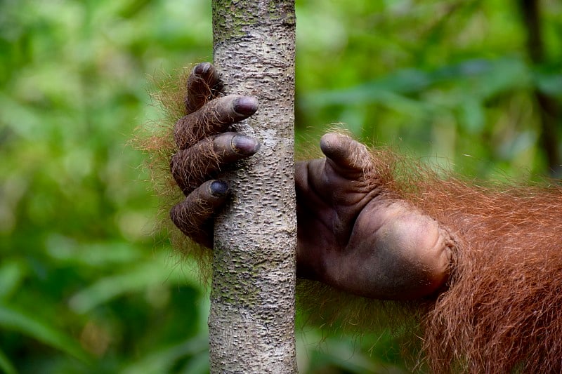 Opposing thumb, Lawang hill, Medan，印度尼西亚