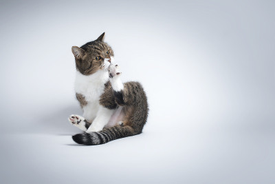 英国短毛猫工作室拍摄