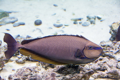 鱼在水族馆