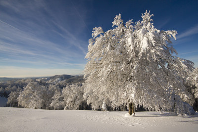 雪景大山毛榉树的全景