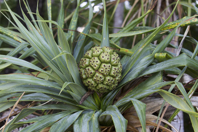 露兜树植物
