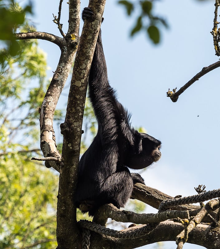 Siamang, syndactylus是一种树栖黑毛长臂猿