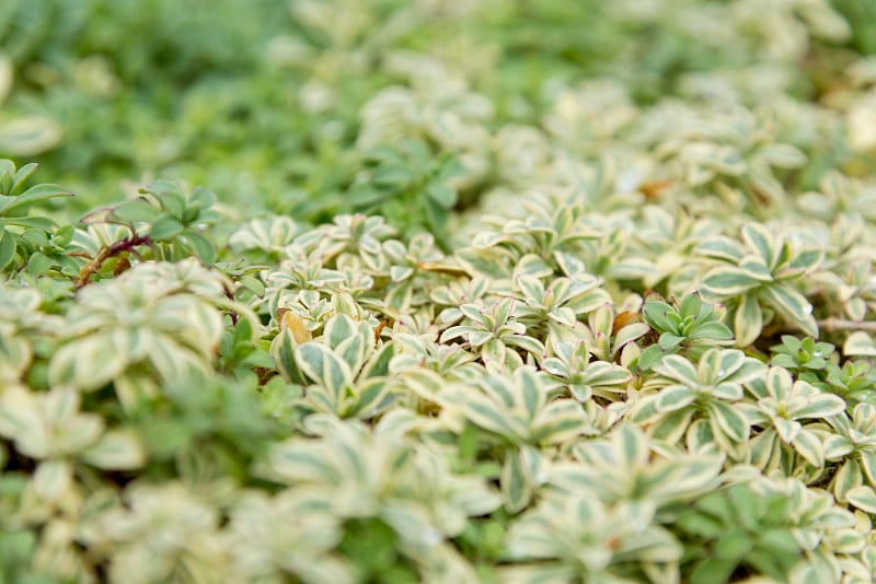 王尔德的植物在花园里