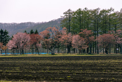 北海道飞高樱花盛开。