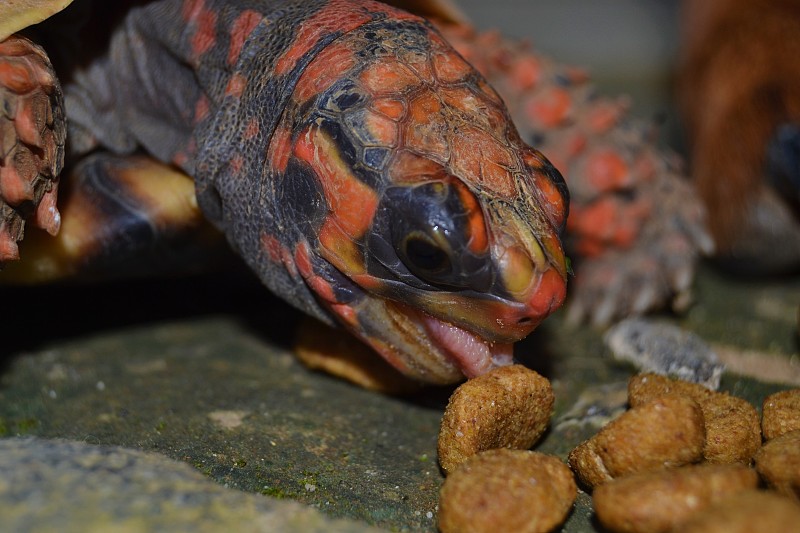 吃海龟/红足龟(Chelonoidis carbonarius)