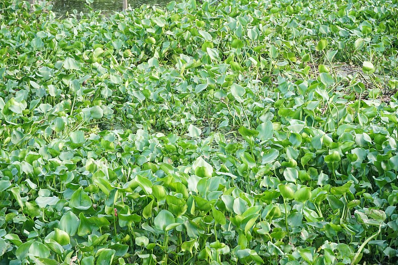 清新的绿色水葫芦植物在自然花园