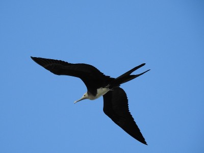 FRIGATEBIRD