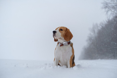 比格犬在大雪中的树林里