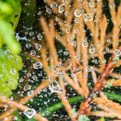 雨滴网络
