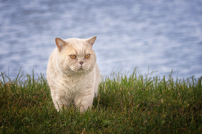 英国的猫