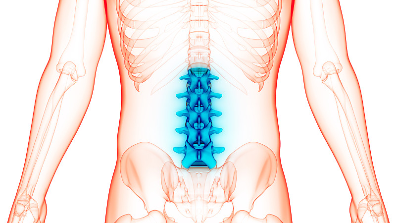 脊髓、脊柱、腰椎的人体骨骼系统解剖