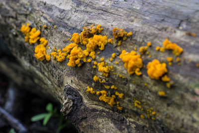 黏菌myxomycete