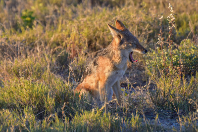 Jackal - Etosha，纳米比亚