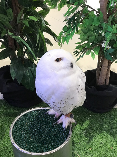 雪鸮。
