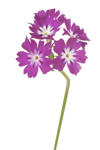 花孤立