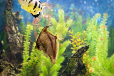 鱼在水族馆