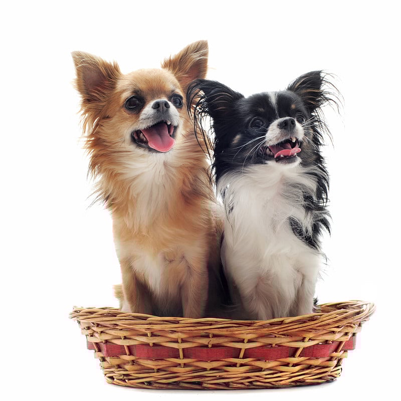 两个吉娃娃犬