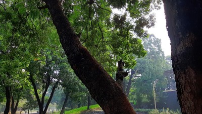 印度尼西亚热带雨林树木的绿叶照片