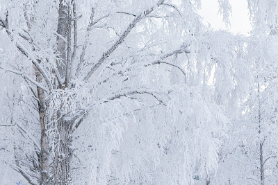 冬天树木被霜雪覆盖
