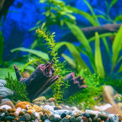 装饰水族馆中的绿色植物和浮木