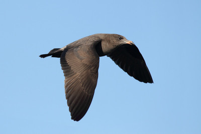 海鸥赫尔曼斯(Larus heermanni)在海边