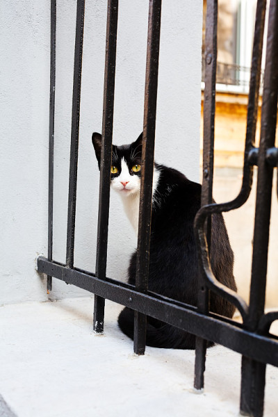 黑色和白色的猫在铁栅栏后面