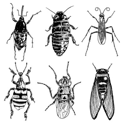 Insect stipple drawing set isolated. Insects and b