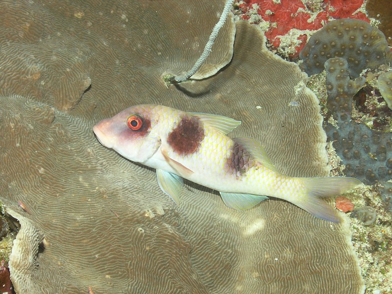 双条山羊鱼(Parupeneus crassilabris)