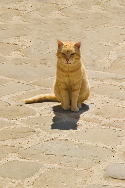 街上的猫
