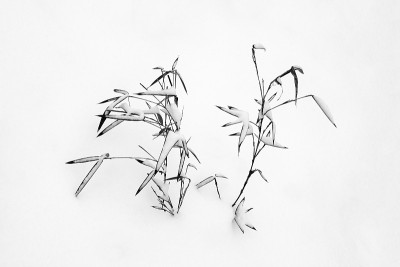 在雪