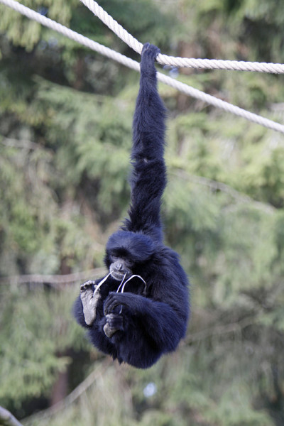 Siamang