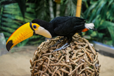 Toco Toucan